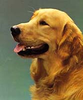 Guinny, una preciosa Mascota.